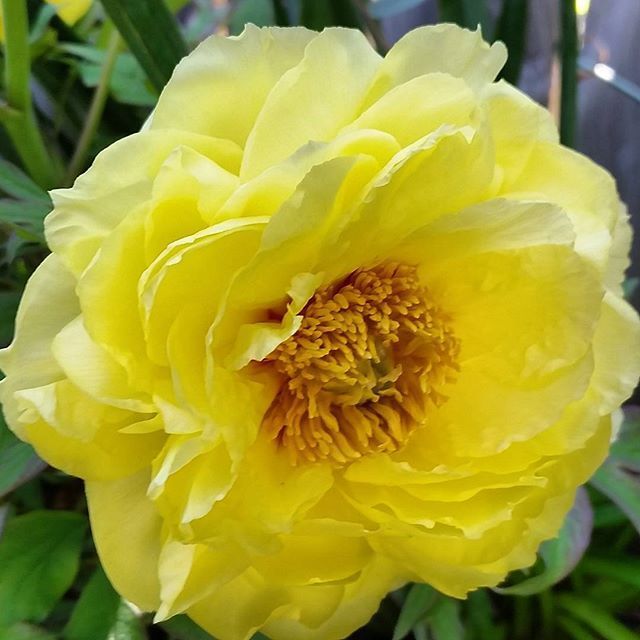 Instagram Photo Contest: "Spring in Napa Valley"